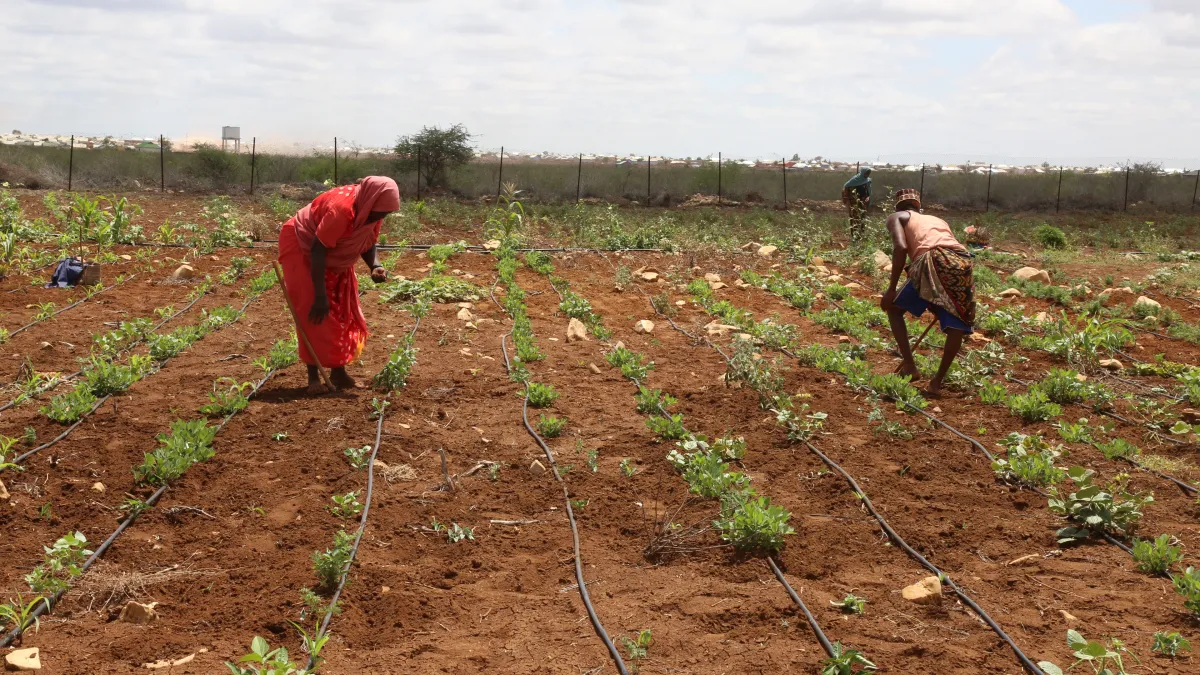 Beneficiaries of Saameynta Pilot irrigation Project plough their farms at Barwaqo settlement in Baidoa A photo of beneficiaries of Saameynta Pilot irrigation Project plough their farms at Barwaqo settlement in Baidoa, Southwest State of Somalia, on 28th October 2024.