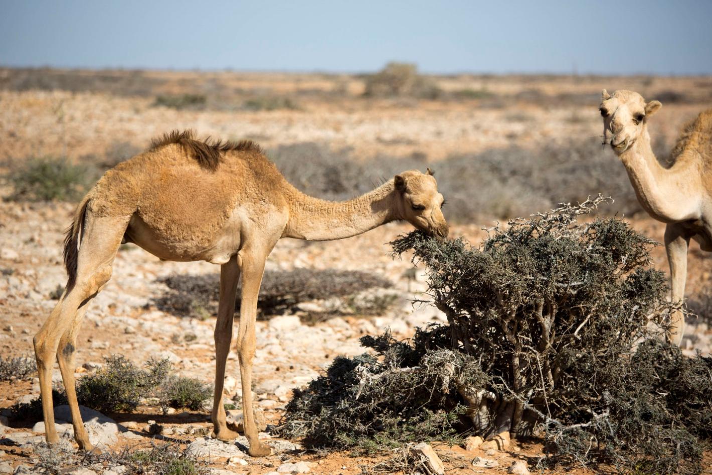 Baby camel feeding from a bush in the desert