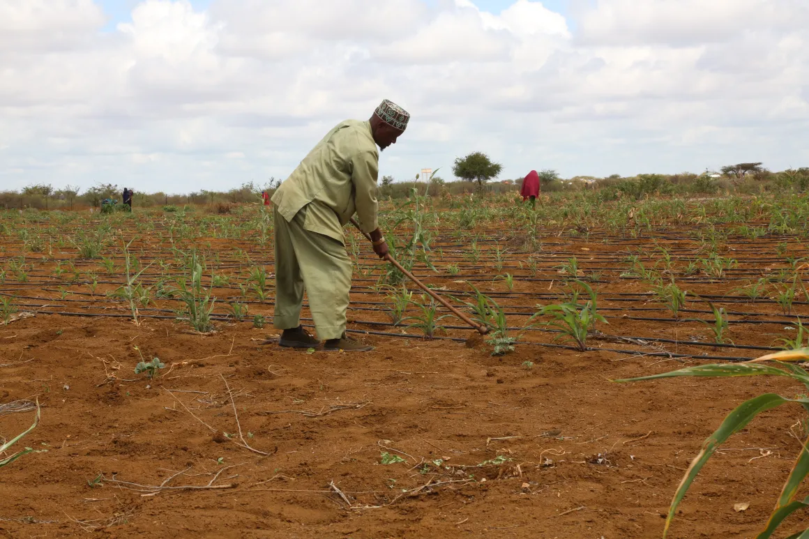 A beneficiary ploughs his farm at Saameynta Pilot Irrigation Project Barwaqo settlement in Baidoa, Southwest State of Somalia, on 28th October 2024. Photo of a beneficiary ploughs his farm at Saameynta Pilot Irrigation Project Barwaqo settlement in Baidoa, Southwest State of Somalia, on 28th October 2024.