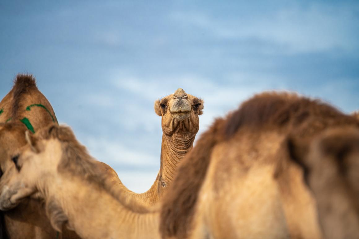 Camel looks over other camels