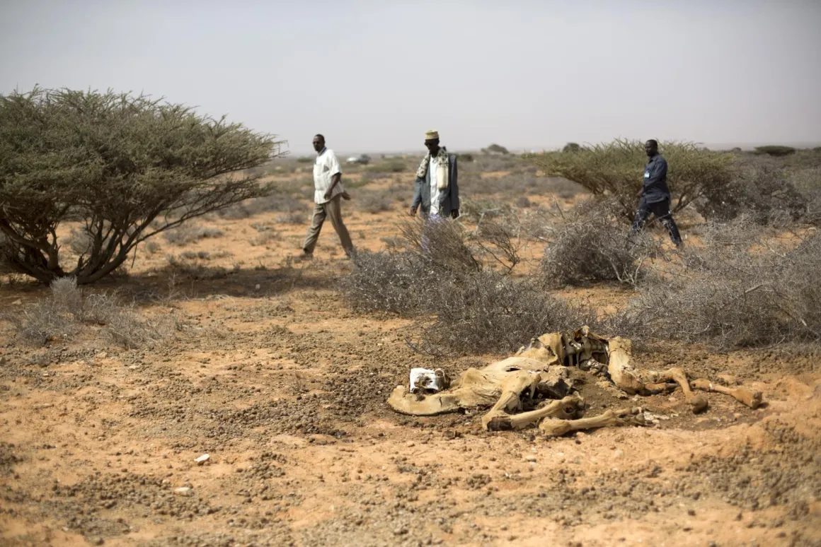Dead camel during drought season Dead camel during drought season